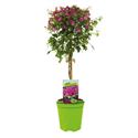 Bild von Kp19 Bougainvillea Lila